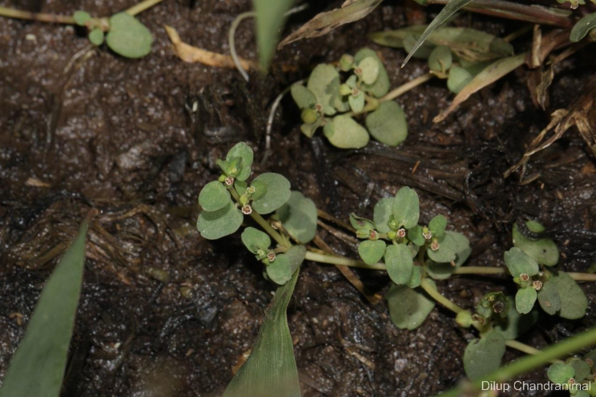 Euphorbia granulata Forssk.